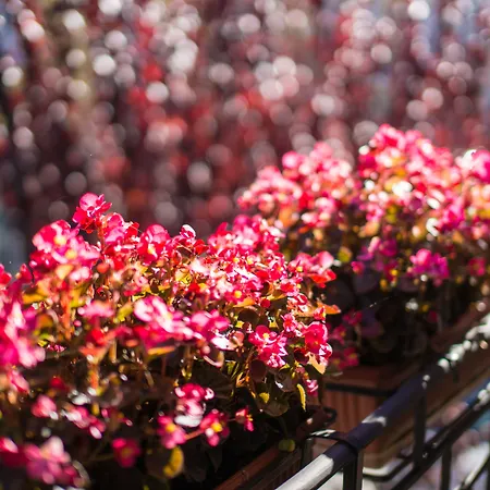 Hotel Il Tiglio (adults Only)